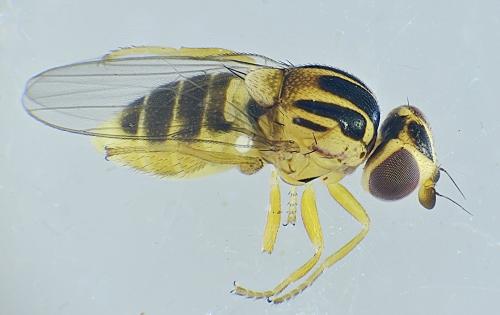 Réf. 299 124 : Thaumatomyia notata